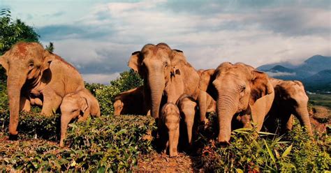 where are the elephants in china